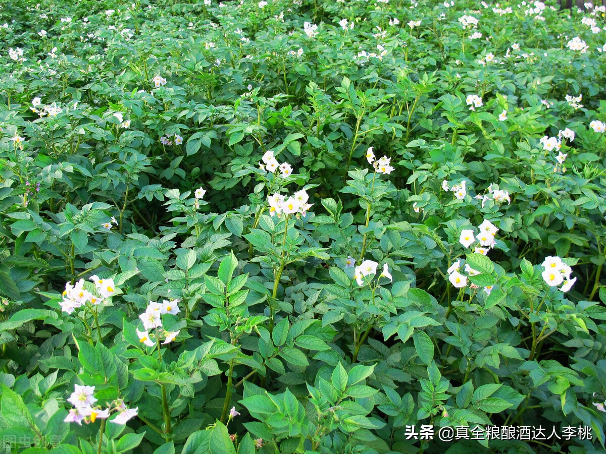 谷物和薯类酿酒的区别,薯类酿酒工艺有哪些类型