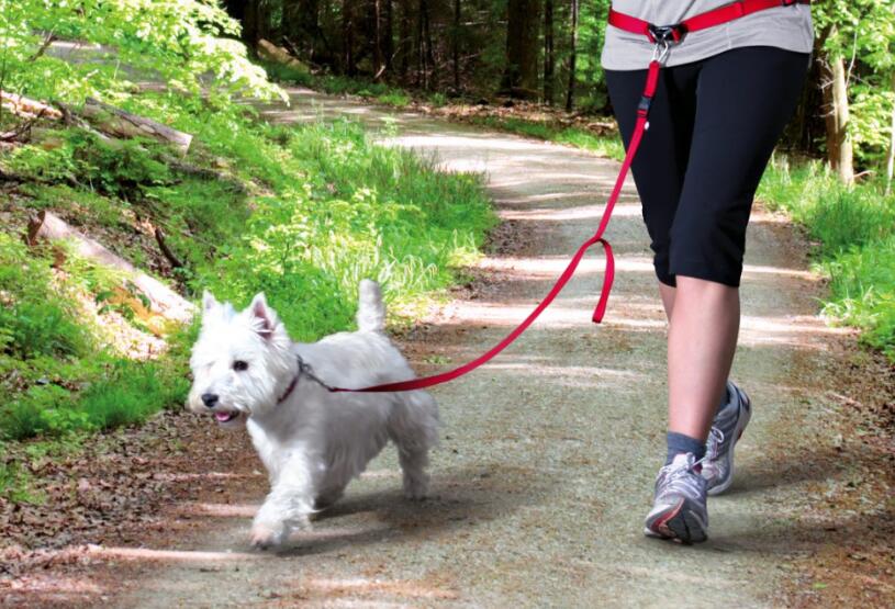 怎么训练狗佩戴狗绳走路,怎么训练狗牵引跟随