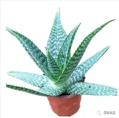 万能的芦荟胶真的有用吗,芦荟能快速起效吗