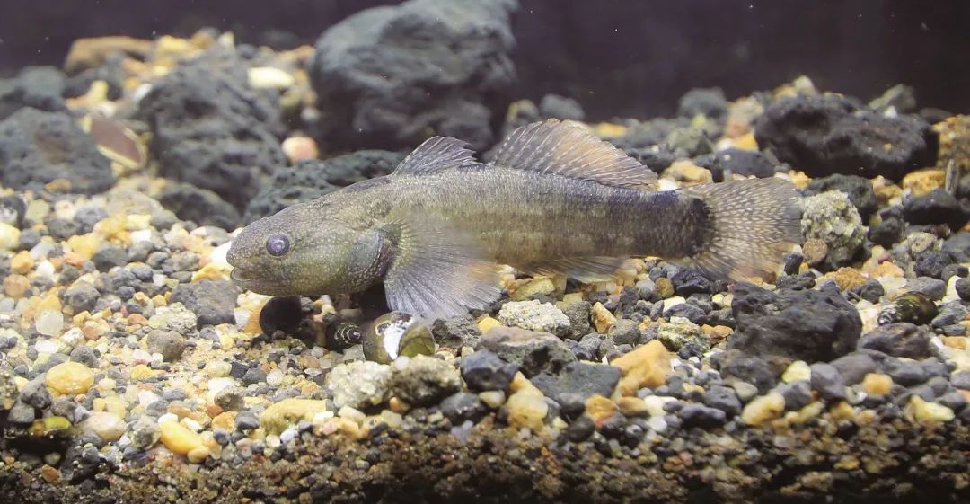 盘点那些大到离谱的淡水鱼,各种淡水鱼你认识吗