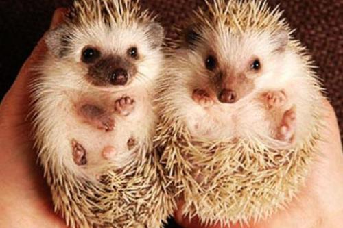 全身长满刺的小刺猬,全身是毛的小刺猬