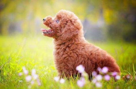 贵宾犬的寿命有多长,贵宾犬的寿命一般多少