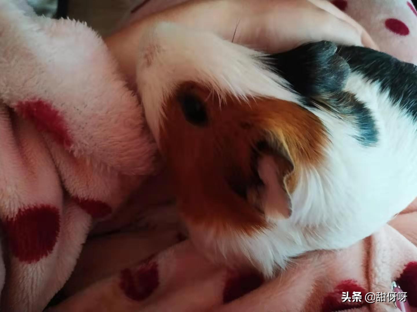 荷兰猪生病如何处理最好,荷兰猪生病去哪里治