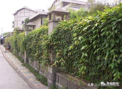 住宅小区植物配置方案,植物种植小技巧一览表图