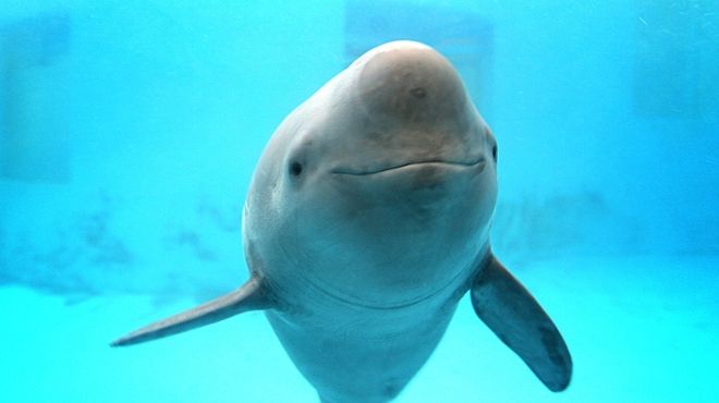 长江珍贵动物,长江唯一哺乳动物