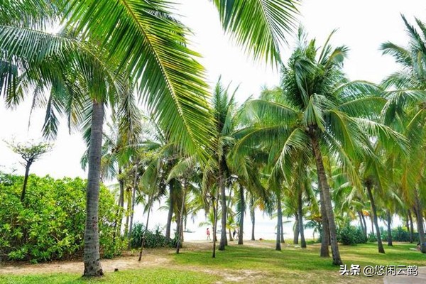 最省钱的三亚穷游攻略,三亚省钱攻略