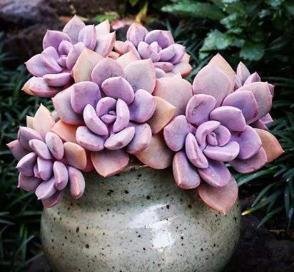 不会养宠物的新手要养什么,不会养栀子花教你6个方法