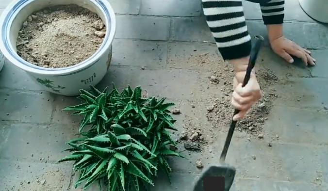 不会给*刺长**的芦荟换盆，花姐用这个工具来教你，放上沙土换好芦荟