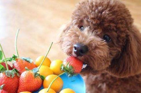 饲养泰迪犬记住7件事一生受益,养泰迪犬的6个变化你中了几个