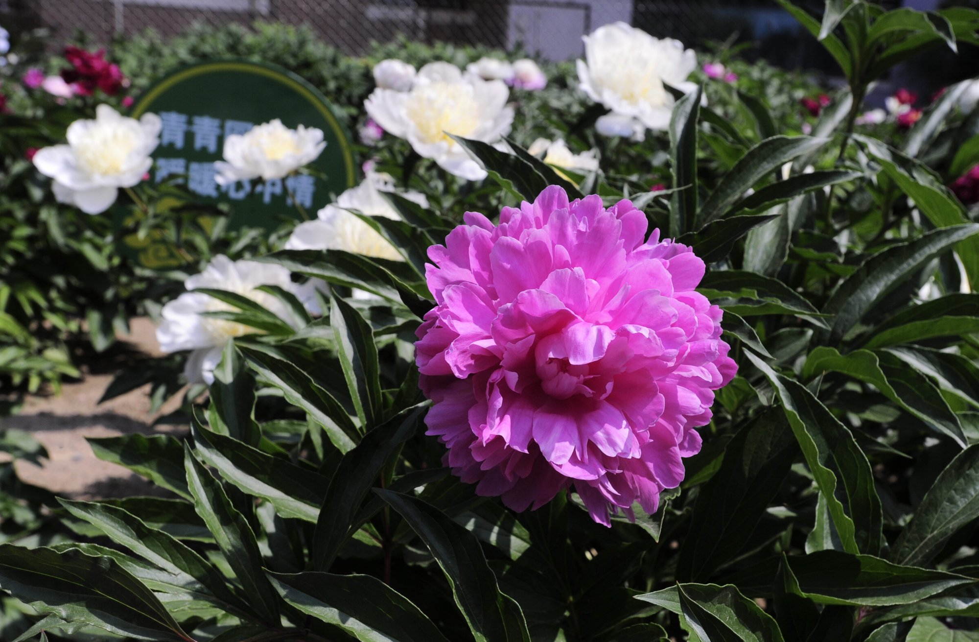 沈阳90岁老人自费建花园如今繁花似锦