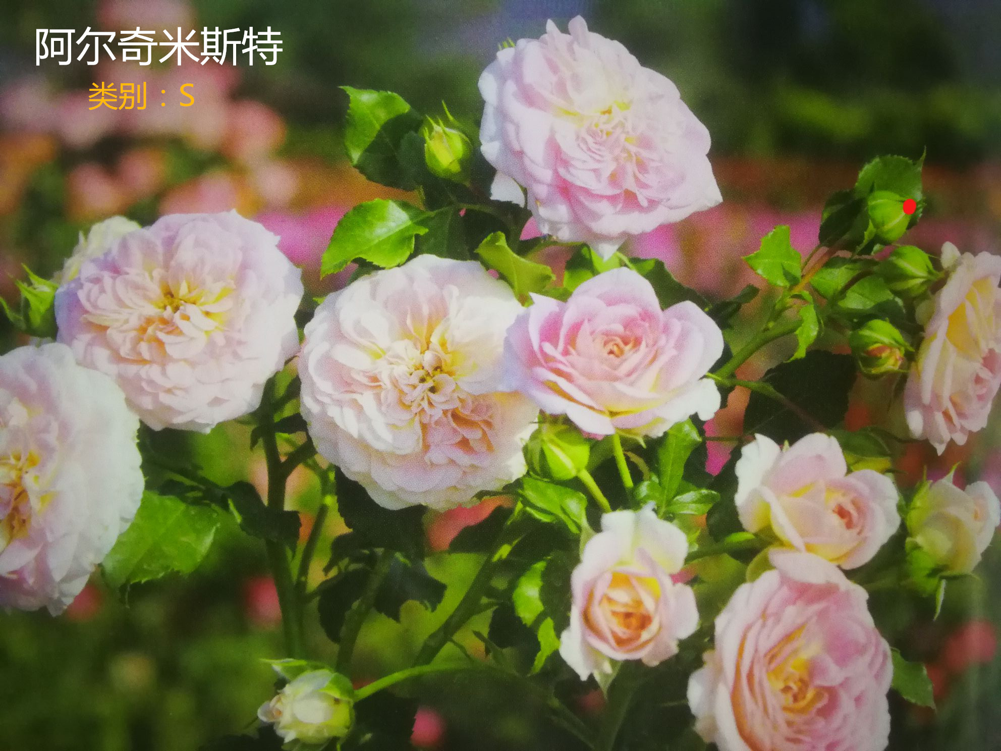 月季花简称,月季花的种类及英文名称