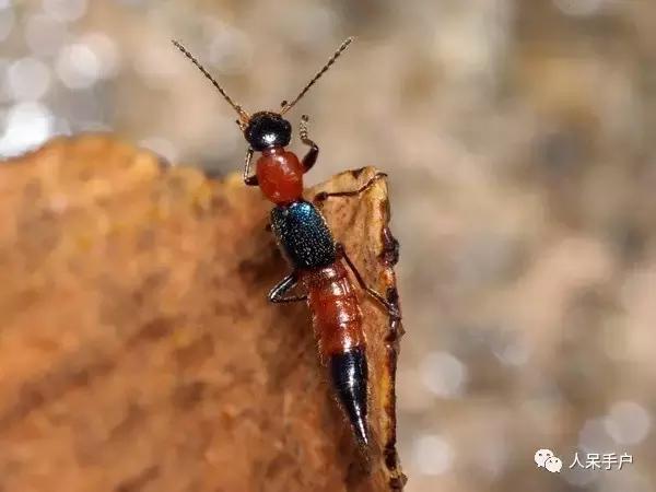 人工养殖的天敌昆虫,昆虫天敌大全