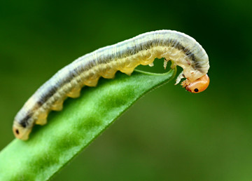 蚂蚁偷袭蜂巢,蚂蚁搭建活桥入侵蜂巢