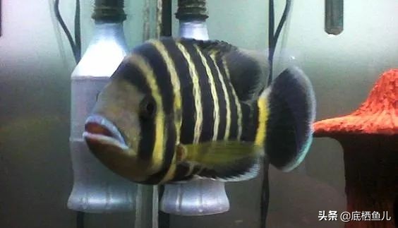 好养爆缸的小鱼,怎样养殖小鱼才能爆缸