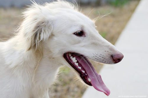 怎么养细犬,为什么越来越多人养中国细犬