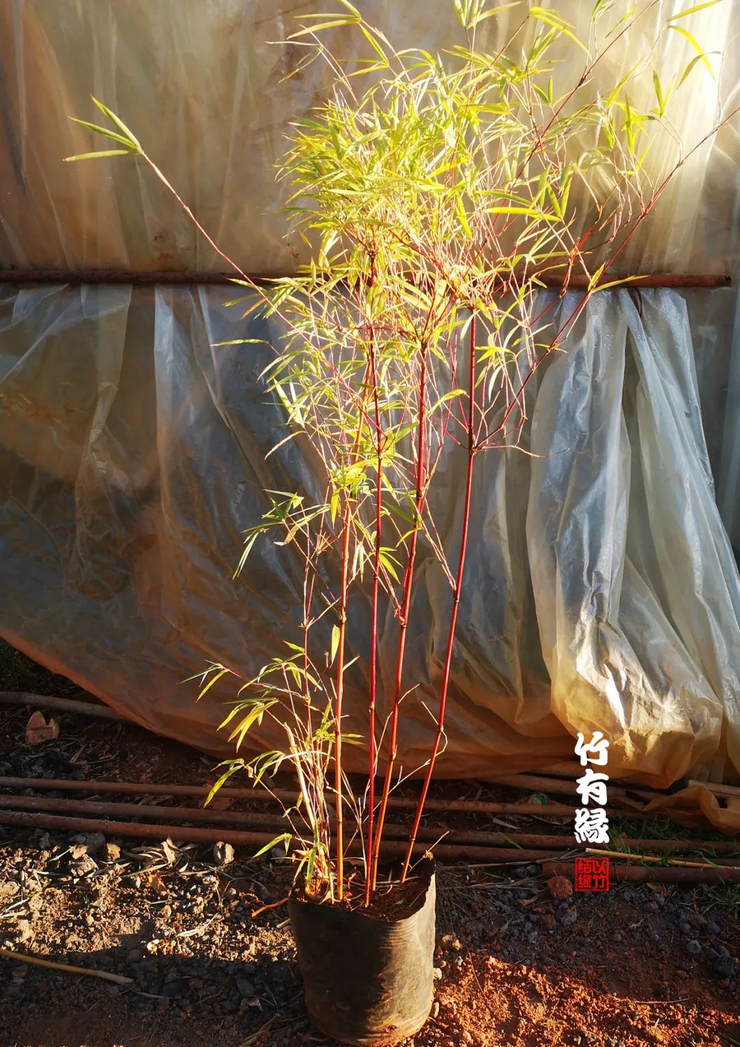 观赏竹怎么养护种植,养竹用什么营养液