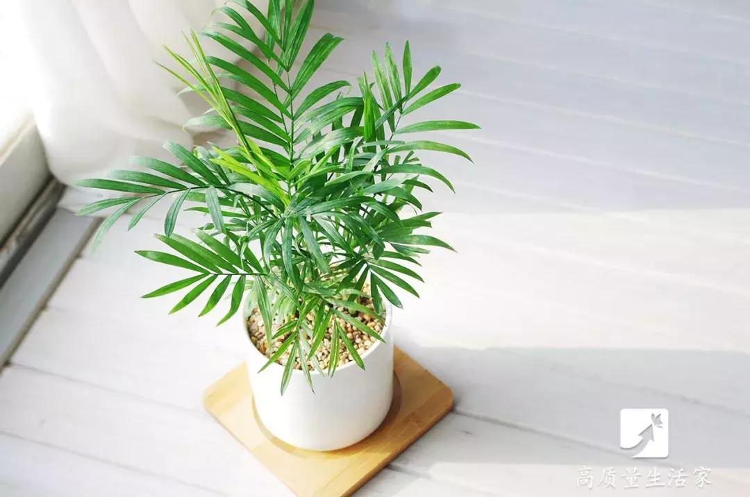 吸甲醛最好的植物排名,装修房子吸甲醛最好的是什么植物