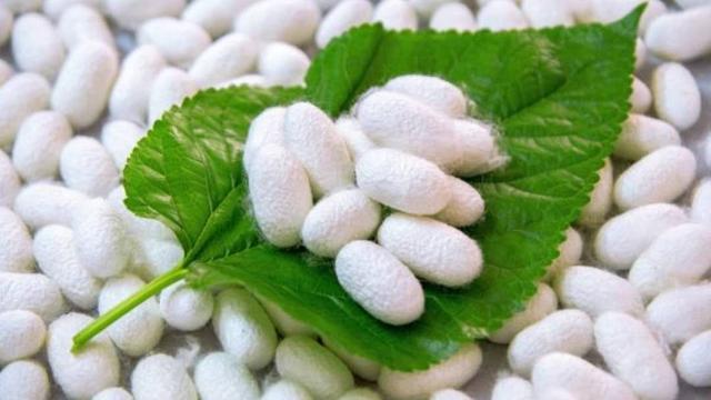 蚕神姑娘的传说民间故事,关于蚕的传说