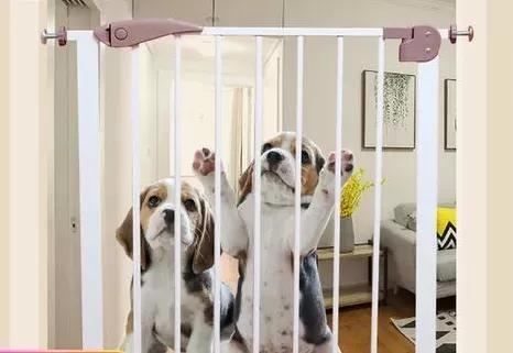 疫情当前，宠物还能养吗？答案在这里