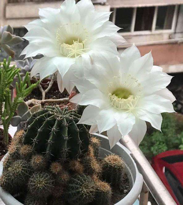 101仙人球,101个仙人球品种