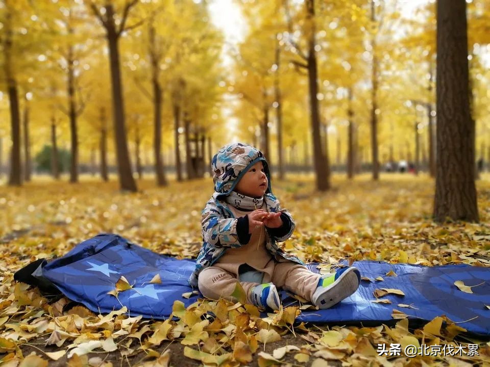 遛狗遛娃两不误这样养狗真是有趣,简直是周末遛娃遛狗的绝佳场地