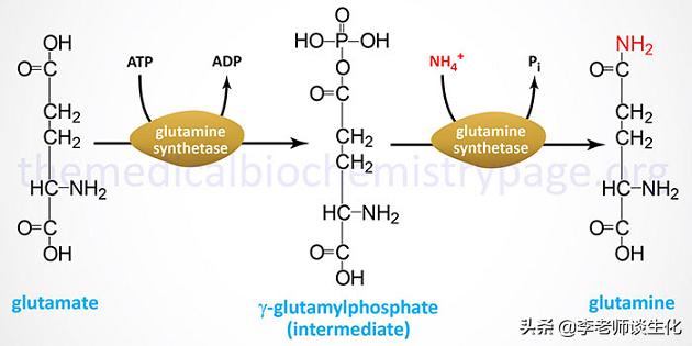 尿素和尿素氮的转化,尿素循环途径的障碍
