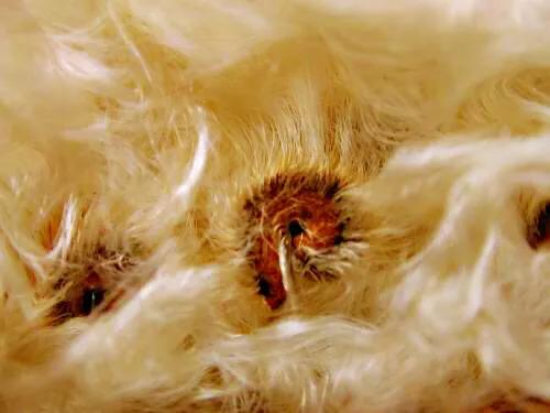 弯子木~花朵鲜黄色,簇生,酷似山茶科的金花茶,非常漂亮。