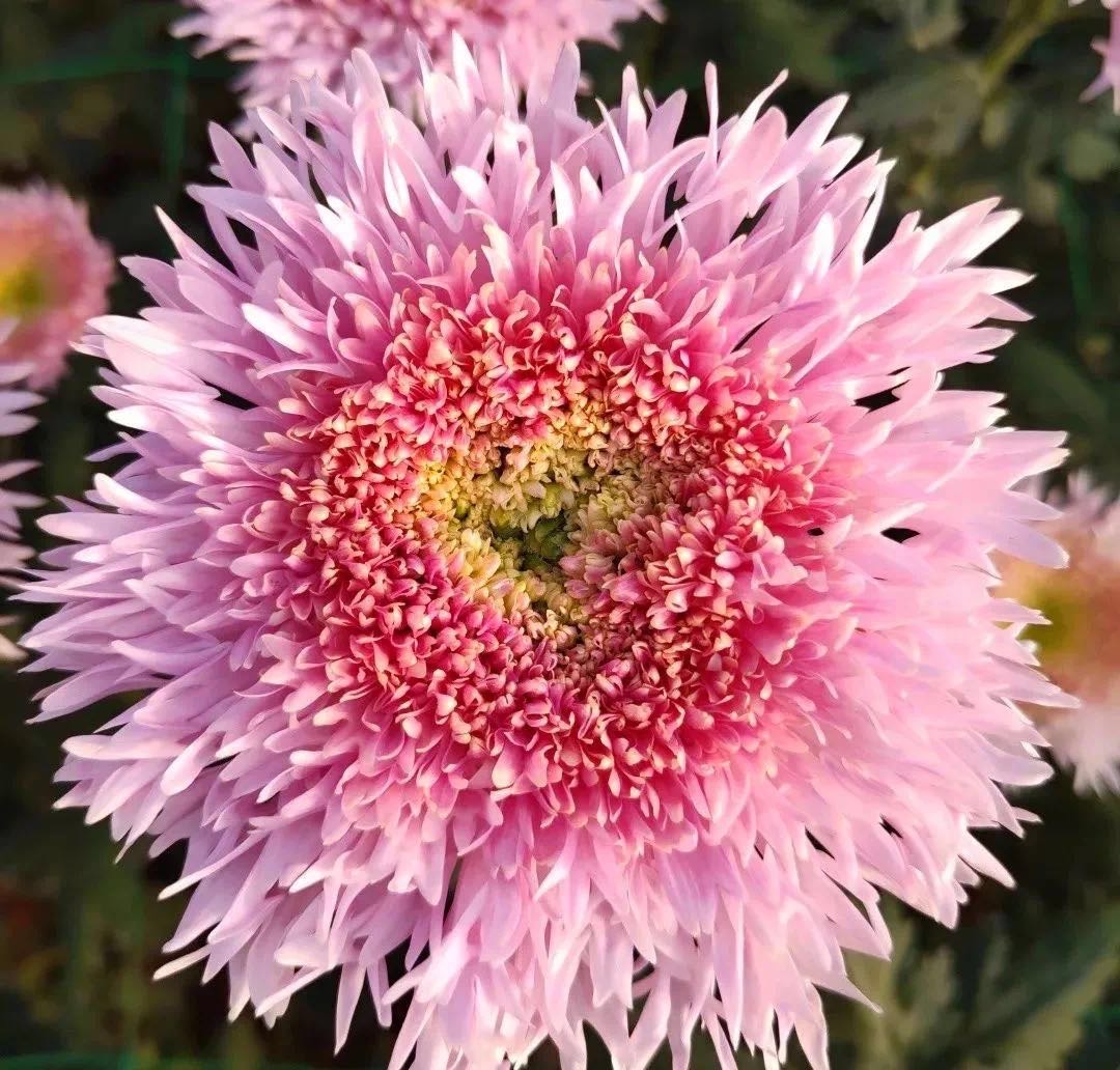 可爱的代名词是什么意思,可爱的代名词歌曲