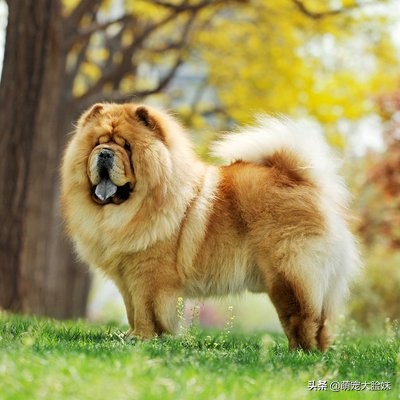 十二星座适合养什么宠物狗,十二星座最喜欢什么样的宠物狗