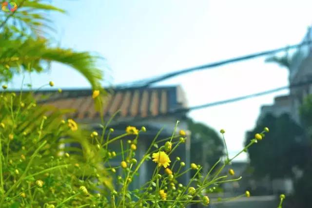 从平安路到桃园路的旧街，独属于老香洲的记忆