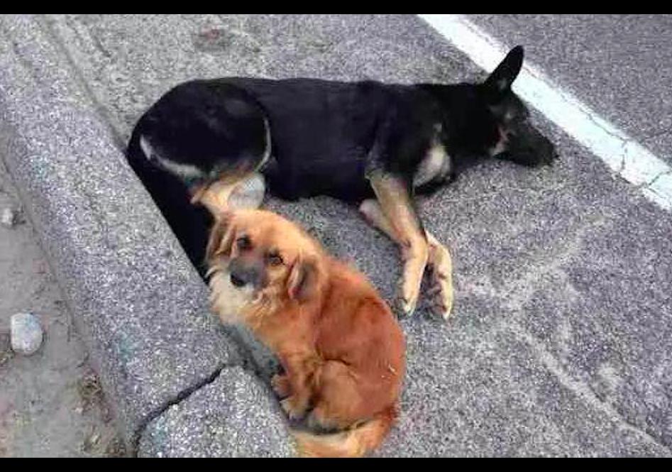 德牧怀孕58天趴窝里不动,怀孕德牧40天