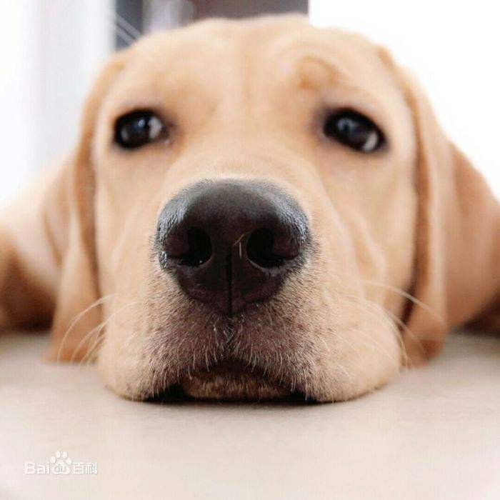 养狗新手入门必备知识,养狗知识大百科入门篇