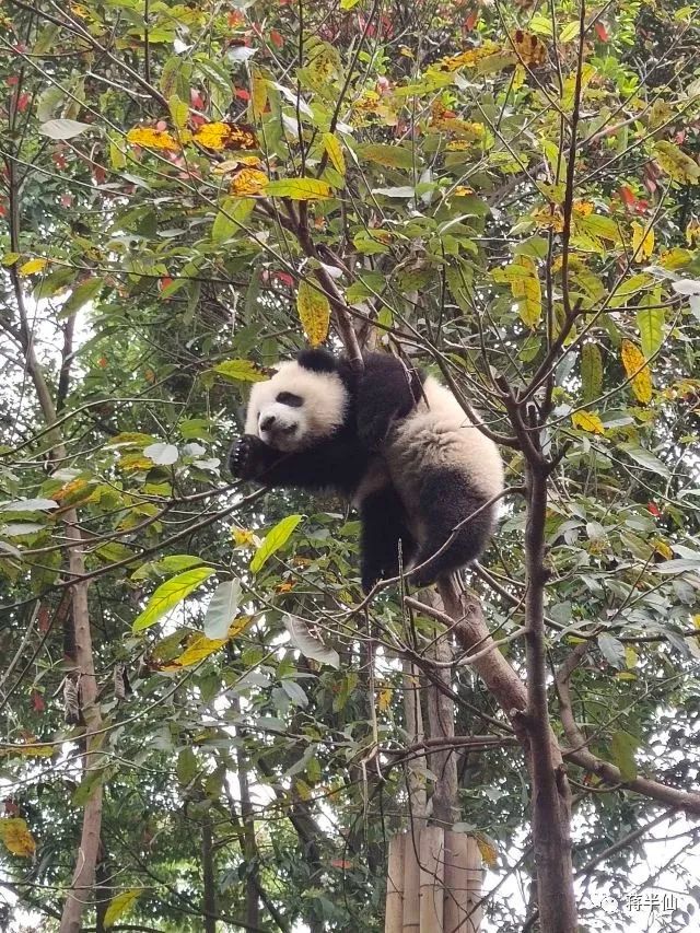旅行日记之四川成都,四川成都游记作文600字