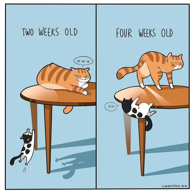 沙雕猫片，笑到床塌！自从做了卑微的铲屎官，比一个人时刺激多了