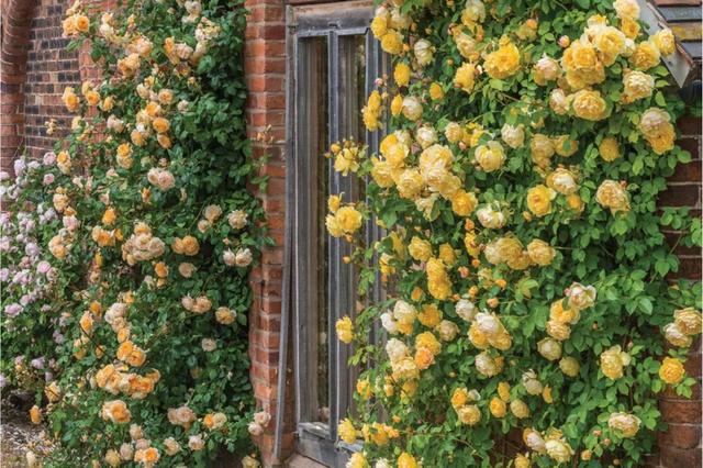 藤本月季如何让它爆花快,最好养爬墙藤本月季四季开花