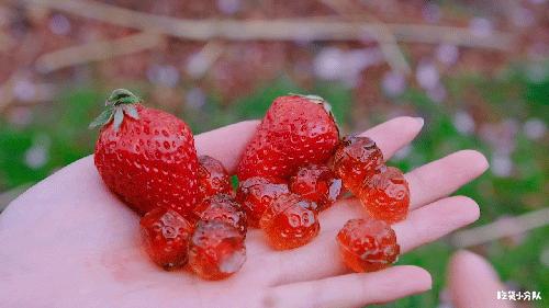 17元/颗的隐形草莓，荷兰来的