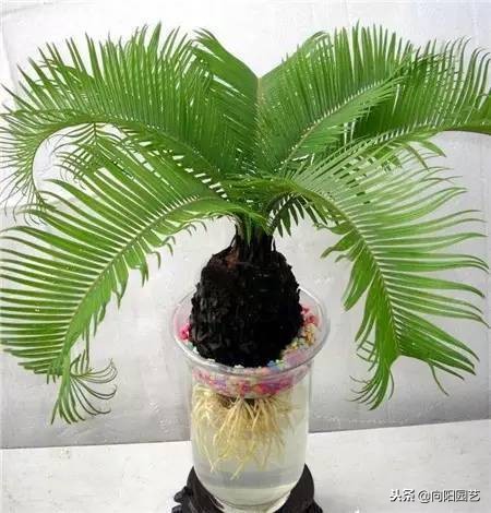 水培植物发臭的解决方法,水培植物根部腐烂怎么补救