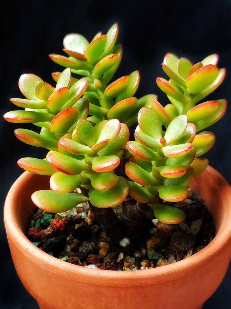 记录多肉长大的全过程,记录所有多肉成长过程