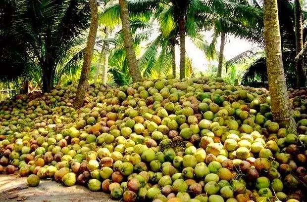 海南东郊椰林风景素材,海南文昌椰林风景