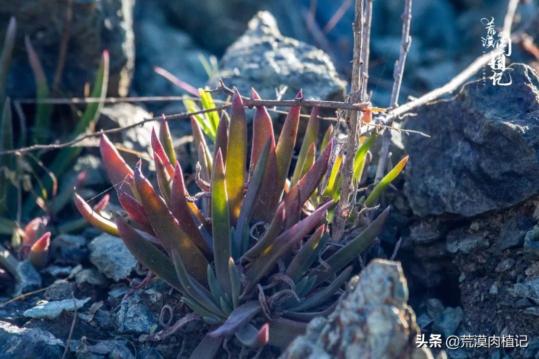 美国加州海岸仙女杯,美国仙女杯
