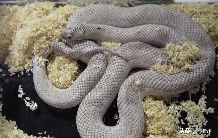 只要19.9元！3000+昆虫萌宠来袭！首届昆虫萌宠主题沉浸展空降武汉