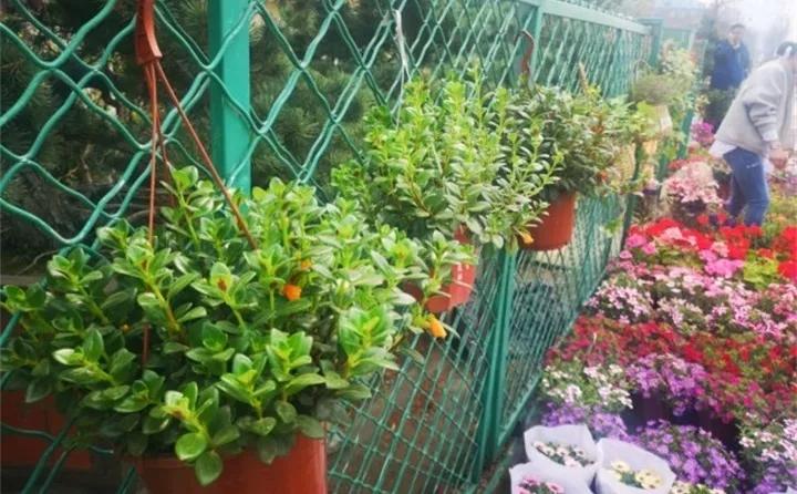 刚到家的花很好没多久就黄叶,买回来的花很快就蔫的原因