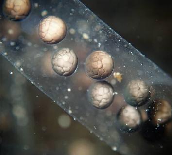 中华蟾蜍的快乐饲养法——养蛤心得分享|肆养来稿