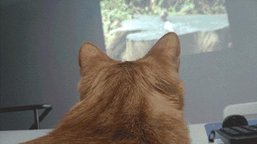 怎么才能知道猫咪的智商,你家猫爱看电视吗