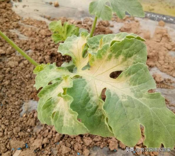 西瓜农药过量发生药害怎样补救,氯氟氰菊酯对西瓜造成药害怎么办