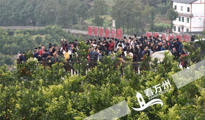 三峡柑橘展馆交易会,三峡柑橘国际交易会快报