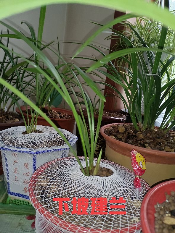 建兰怎么才能养好,不知不觉养了这么多宠物