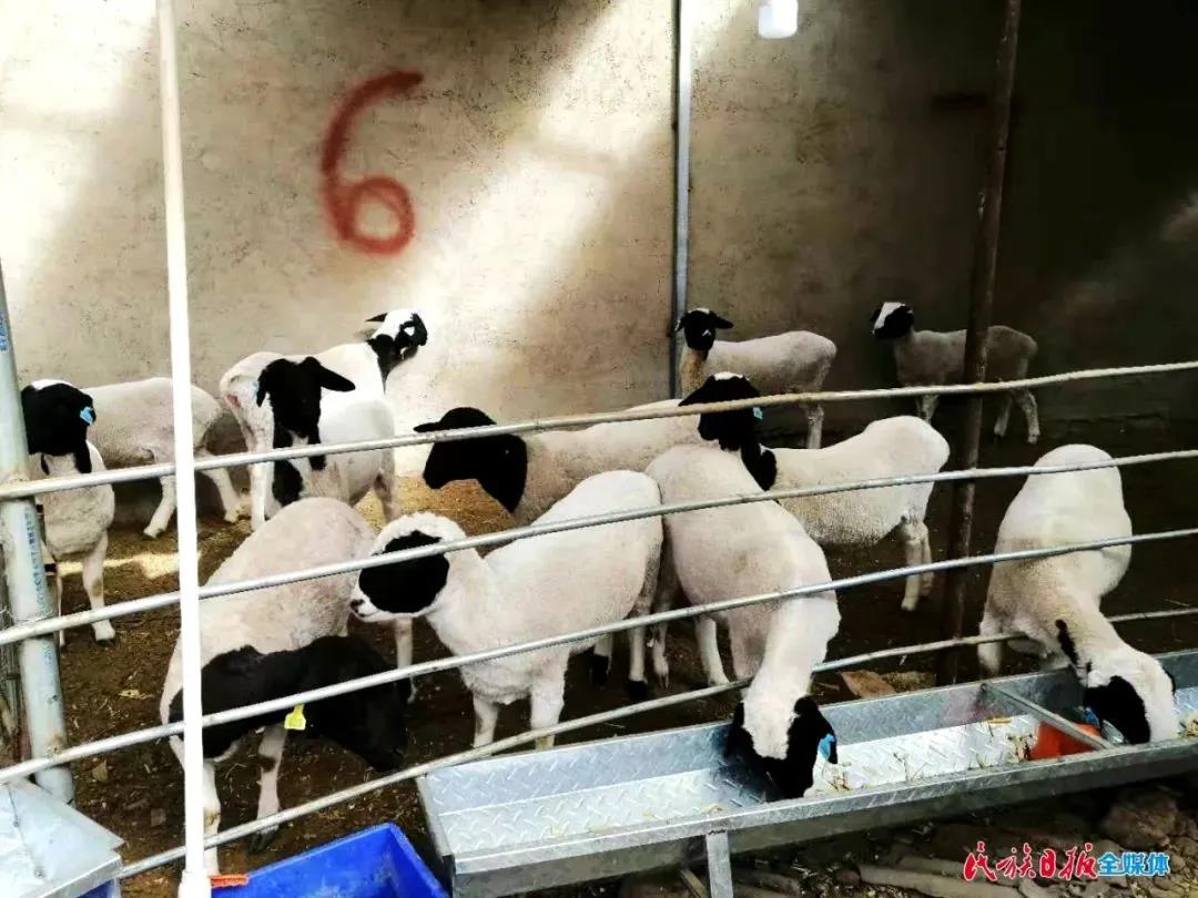 临夏县创业担保贷款详细流程,甘肃临夏市创业贷款在哪里贷