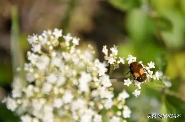 盆栽小黑飞虫怎么治,盆栽有小飞虫怎么处理