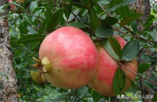 危害石榴的害虫,石榴景观树害虫有哪些